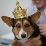 First-Square-Chief-Dog-Officer