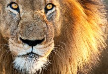 Tipps Investoren Pitch