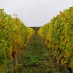 intel-myomega-smarter-wein-2