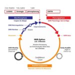 OKR Kadenz in der IT Abteilung